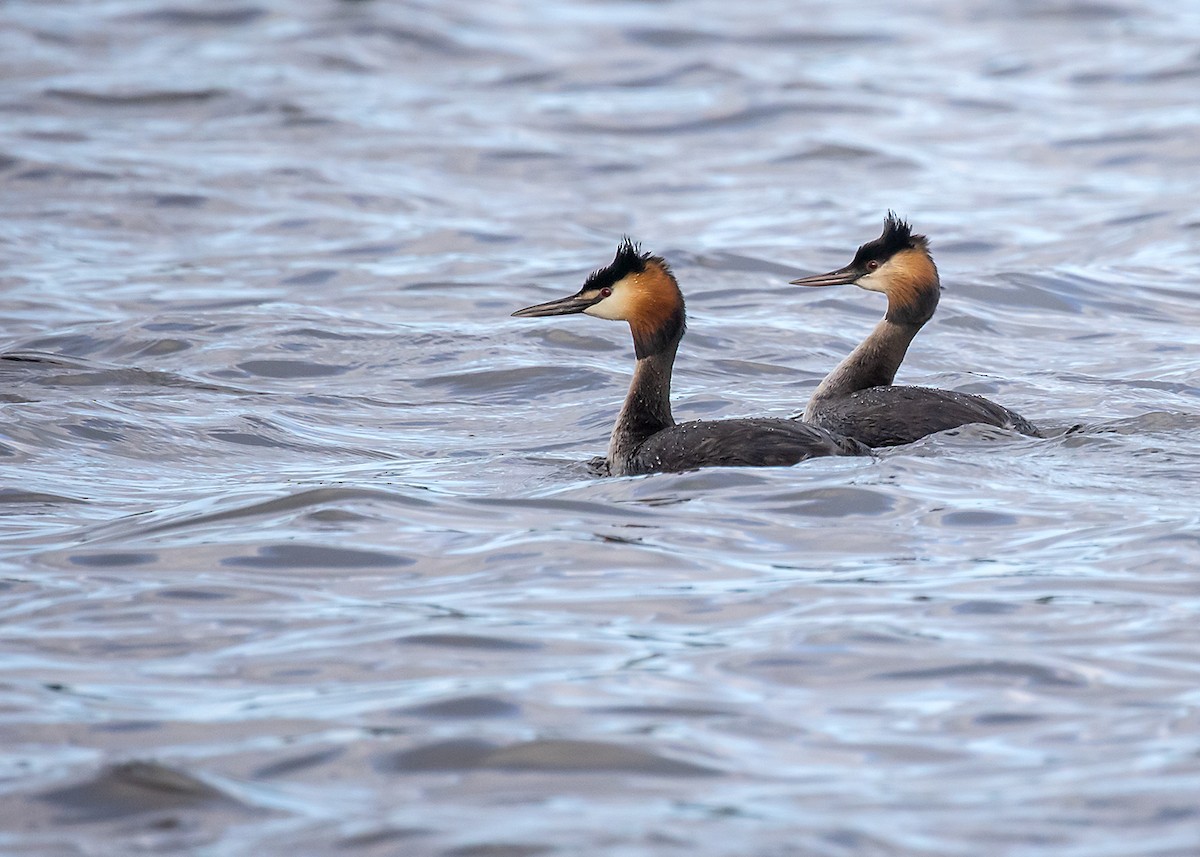 Great Crested Grebe - Bruce Ward-Smith