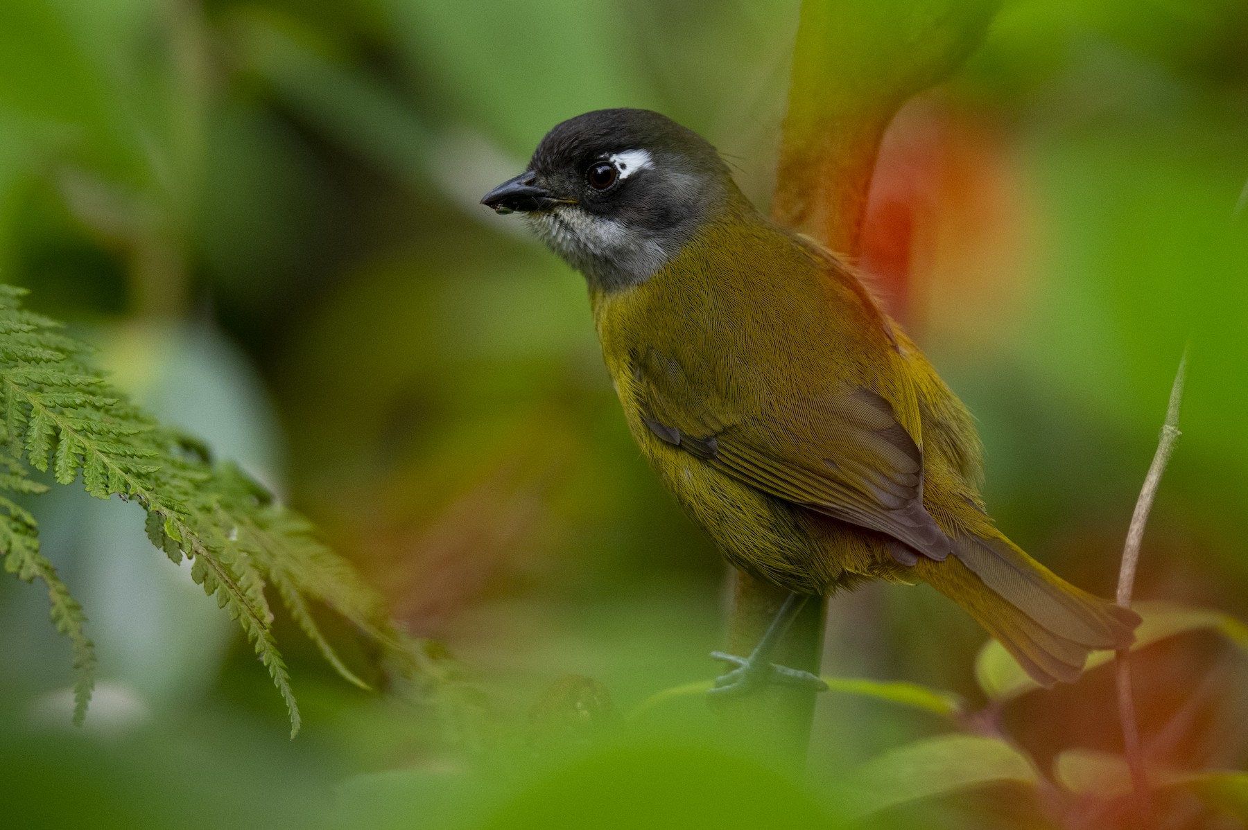 Common Chlorospingus (Middle America) - eBird