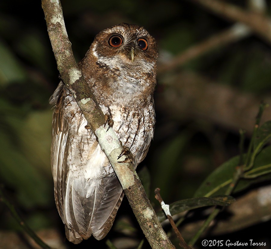Puerto Rican Owl - Gustavo  Torres