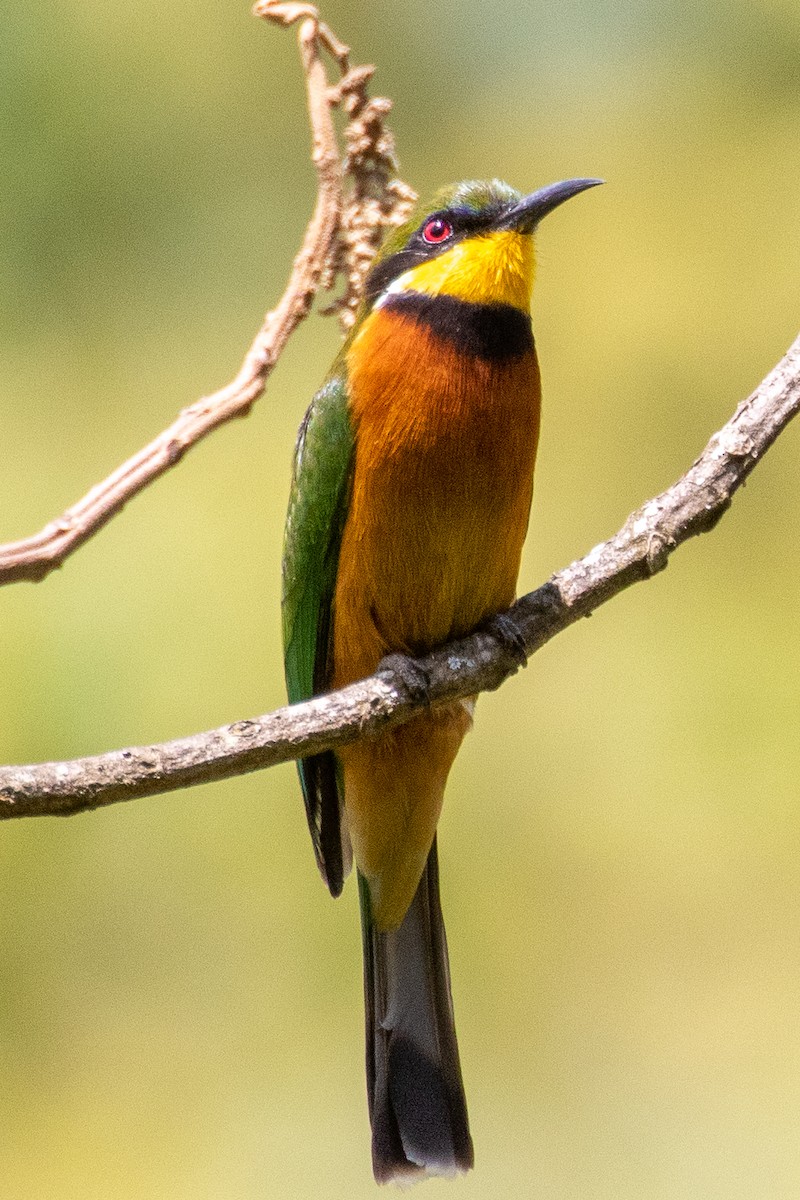 Cinnamon-chested Bee-eater - Steve McInnis