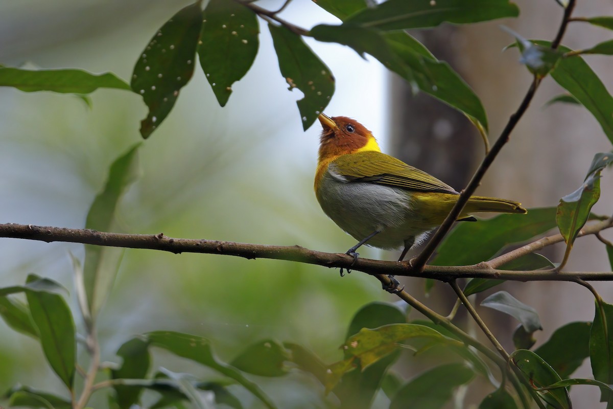 Rufous-headed Tanager - ML374102961