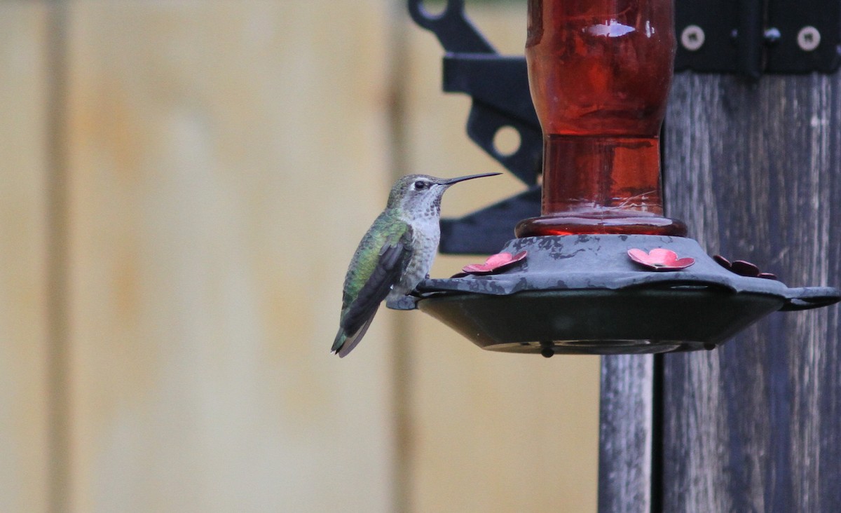 Anna's Hummingbird - ML374110291