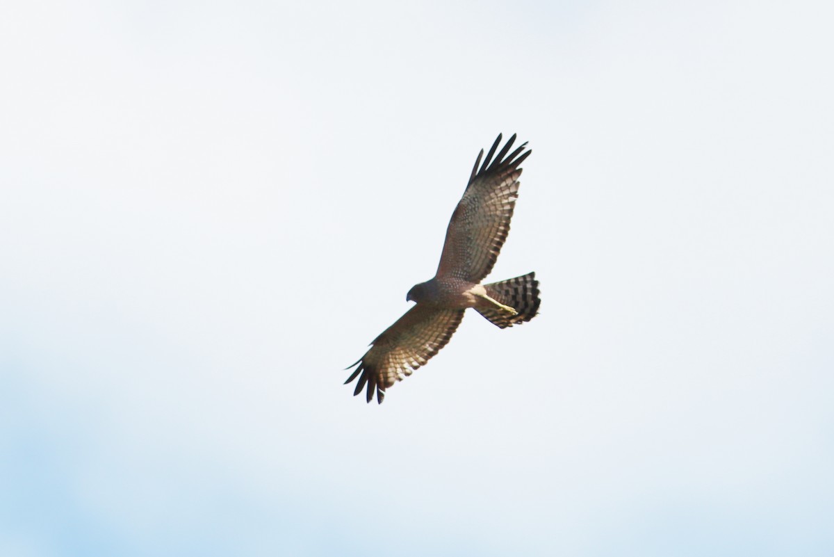 Spotted Harrier - ML37411111