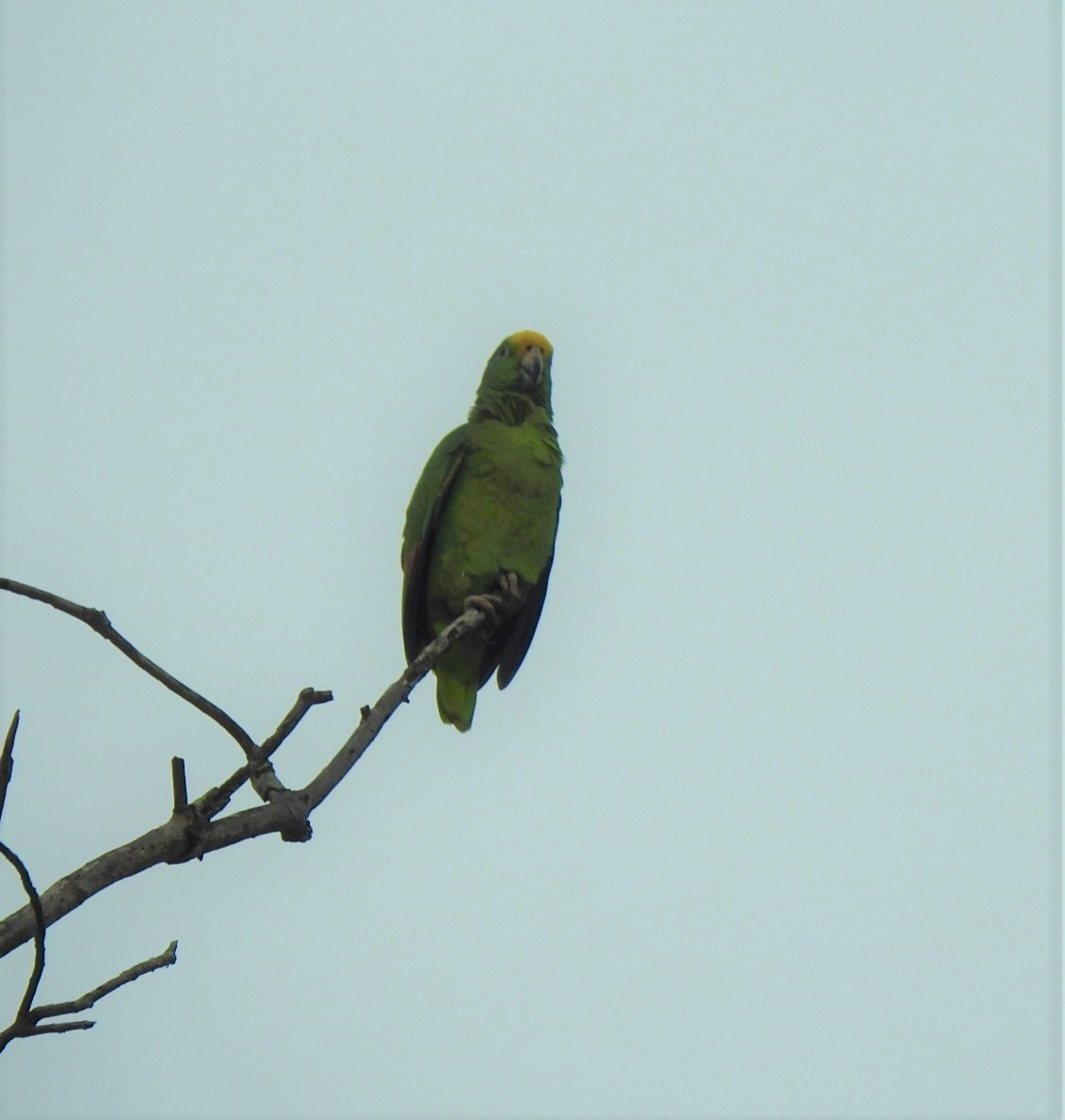 Yellow-crowned Parrot - Jin Park