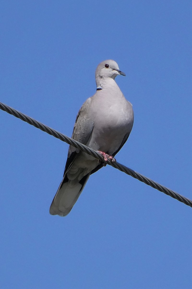Eurasian Collared-Dove - K K