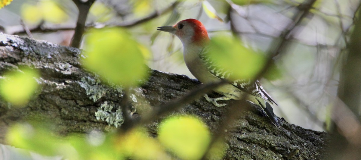 Red-bellied Woodpecker - ML374117211