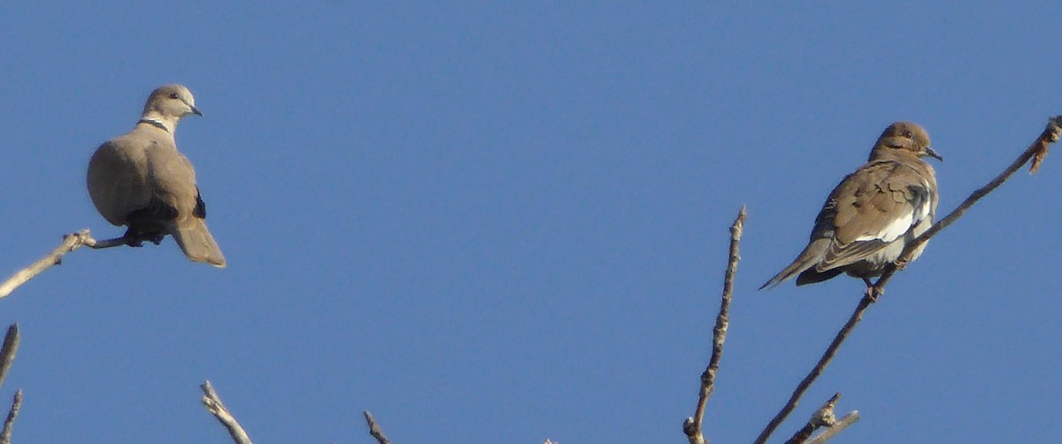 White-winged Dove - ML37412091