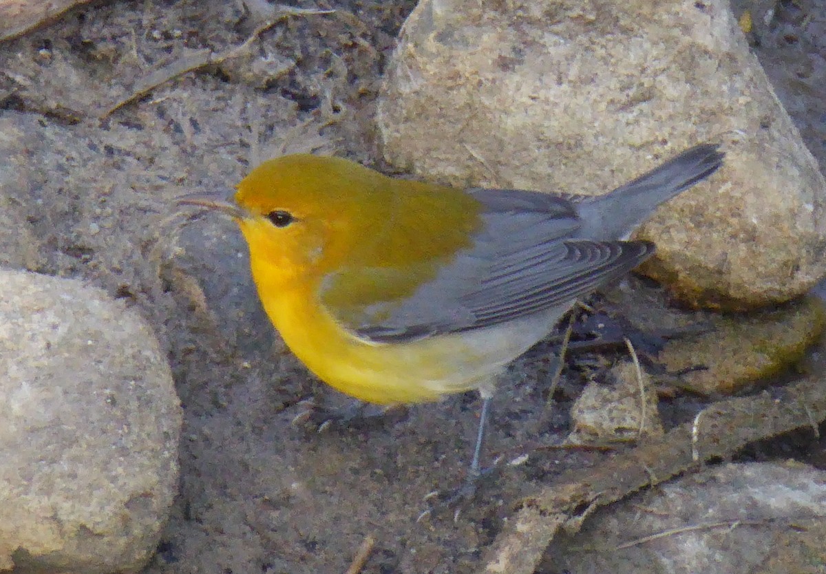 Prothonotary Warbler - ML37412111