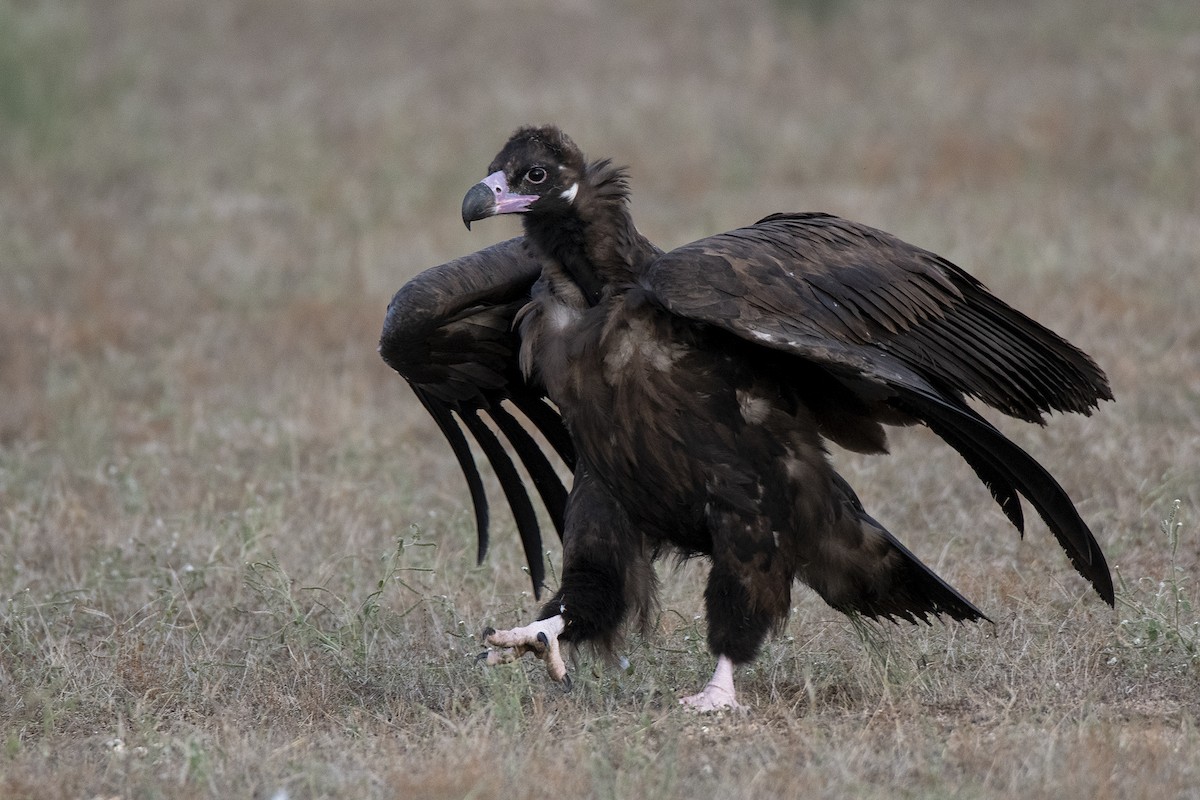 Cinereous Vulture - ML374130301