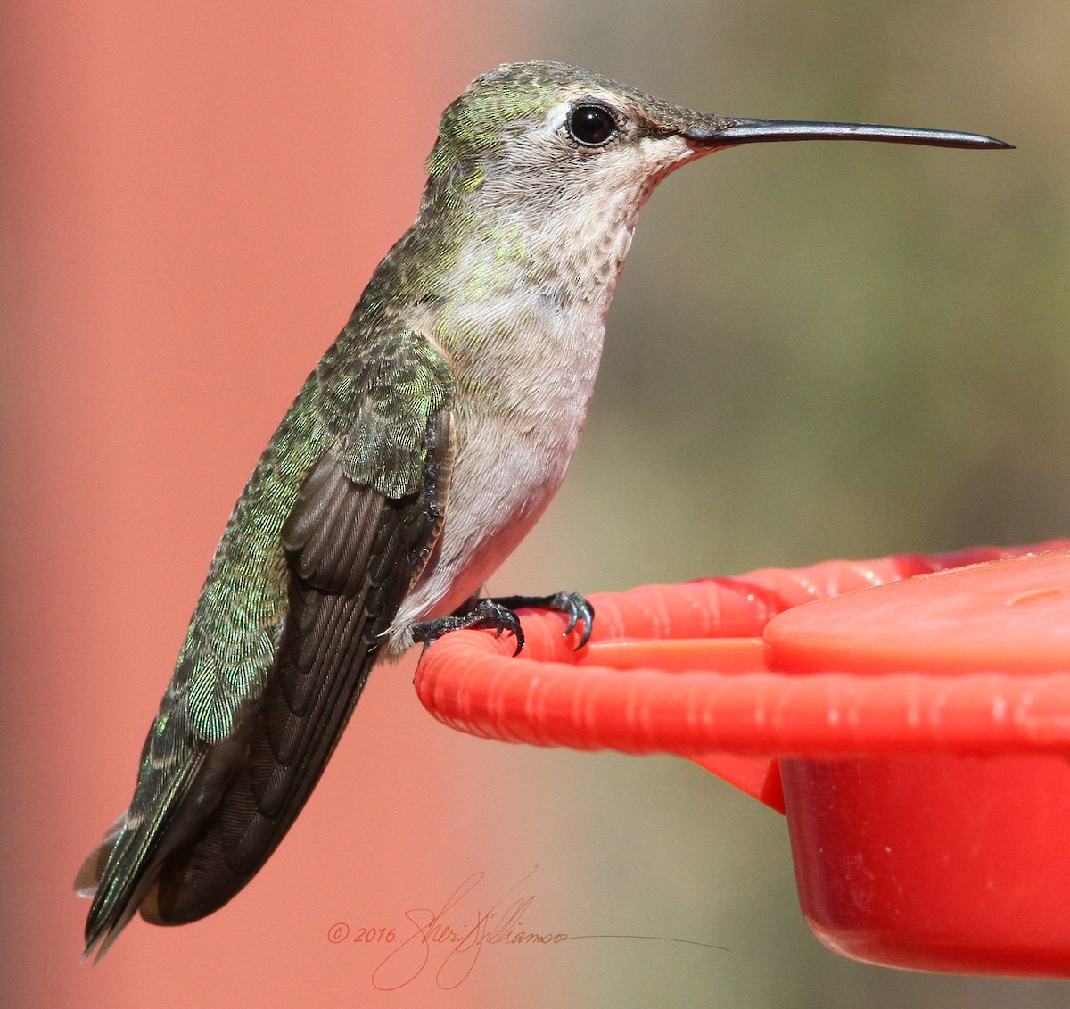 Black-chinned x Anna's Hummingbird (hybrid) - Sheri Williamson