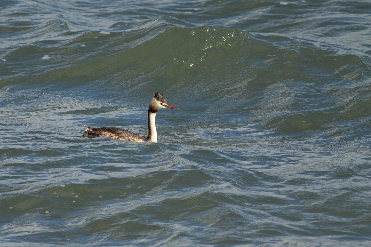 Great Crested Grebe - ML374137961