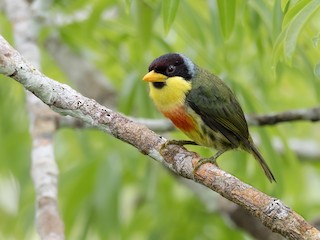  - Lemon-throated Barbet