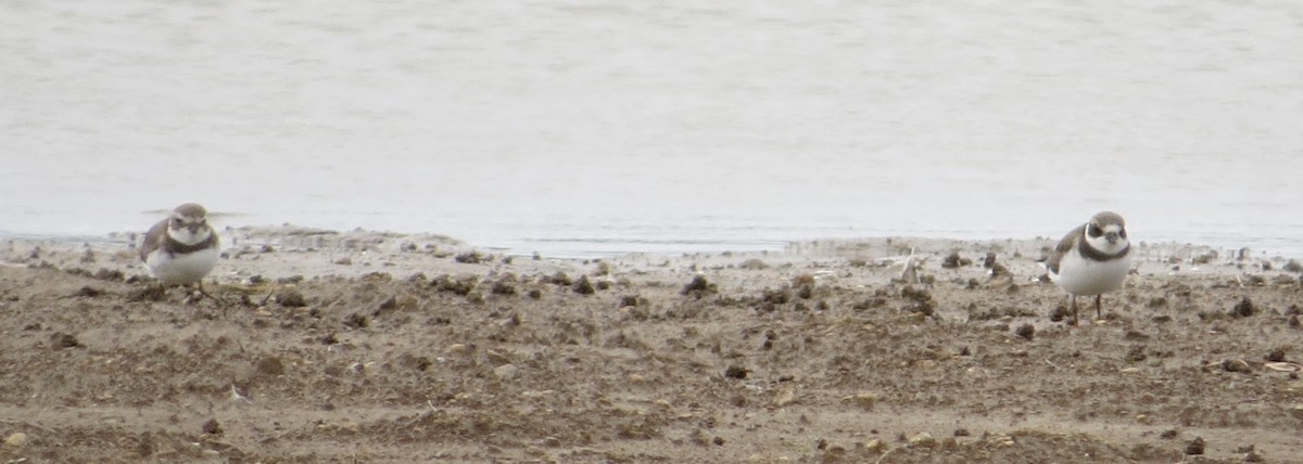 Semipalmated Plover - ML374138211
