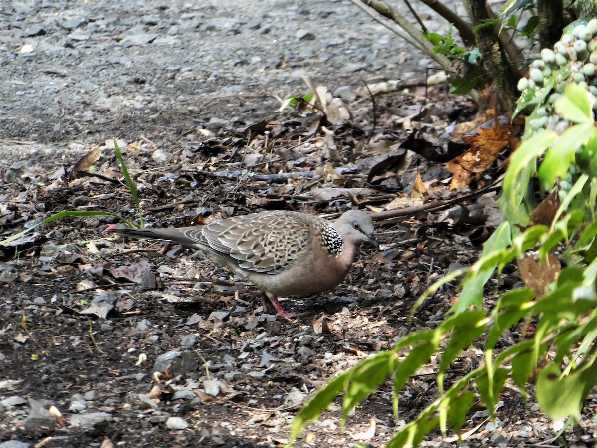 Spotted Dove - ML374140641