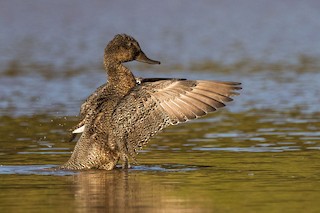 Freckled Duck, ML37414241