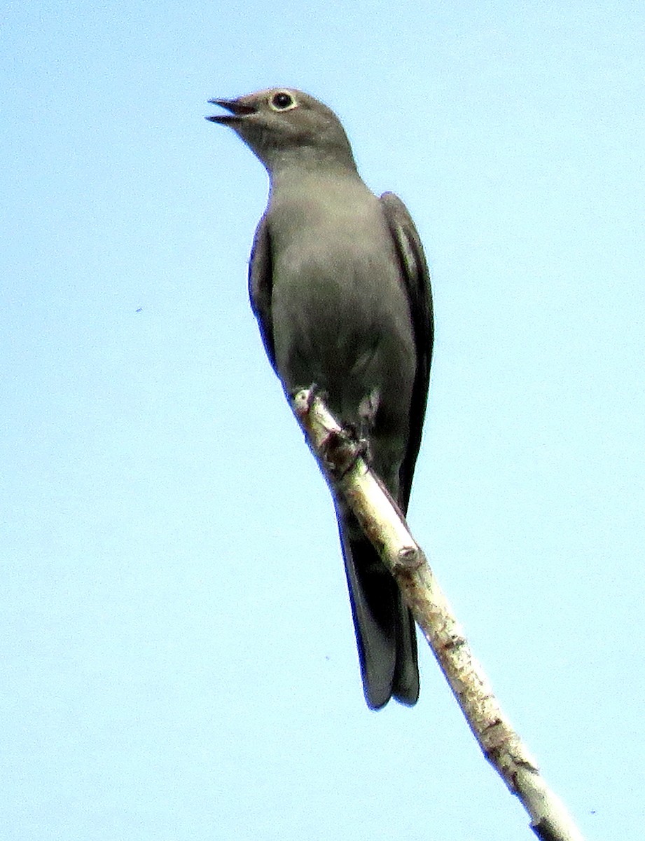 Townsend's Solitaire - ML374144041