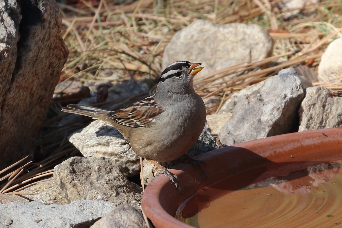 White-crowned Sparrow - ML374144131
