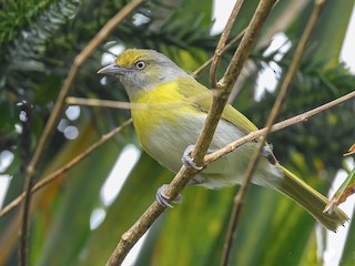 Lemon-chested Greenlet - Hylophilus thoracicus - Birds of the World