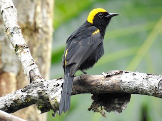  - Epaulet Oriole (Moriche)