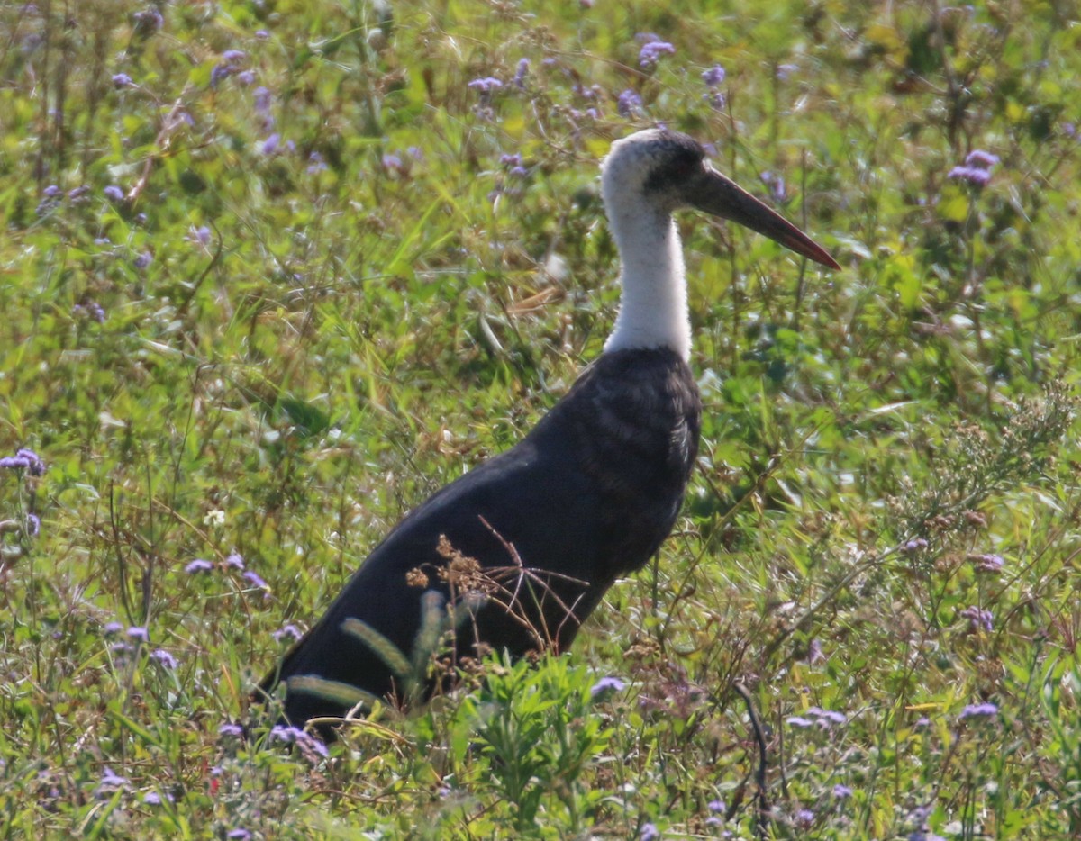 African Woolly-necked Stork - Jeffrey Anderson