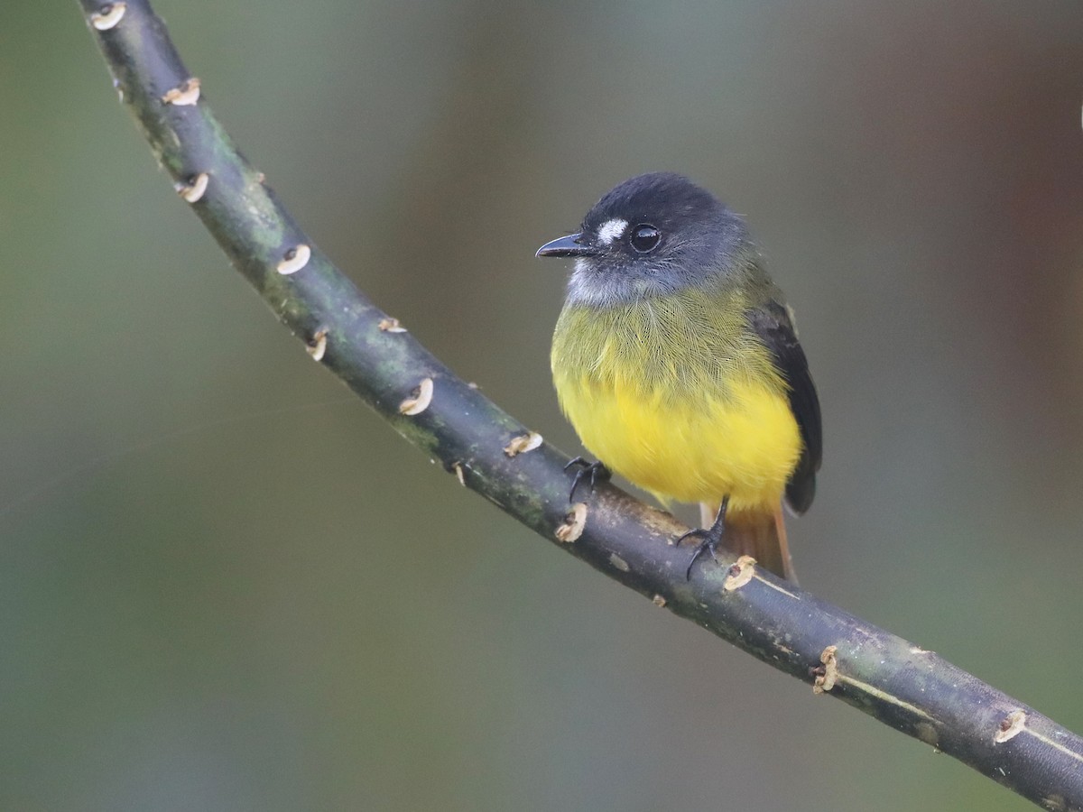 Ornate Flycatcher - Myiotriccus ornatus - Birds of the World