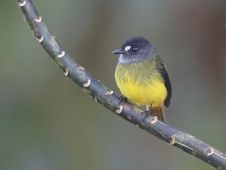  - Ornate Flycatcher (Western)