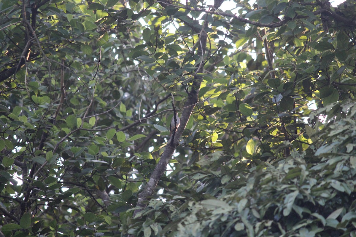 Rusty-tailed Flycatcher - Ashwin Viswanathan