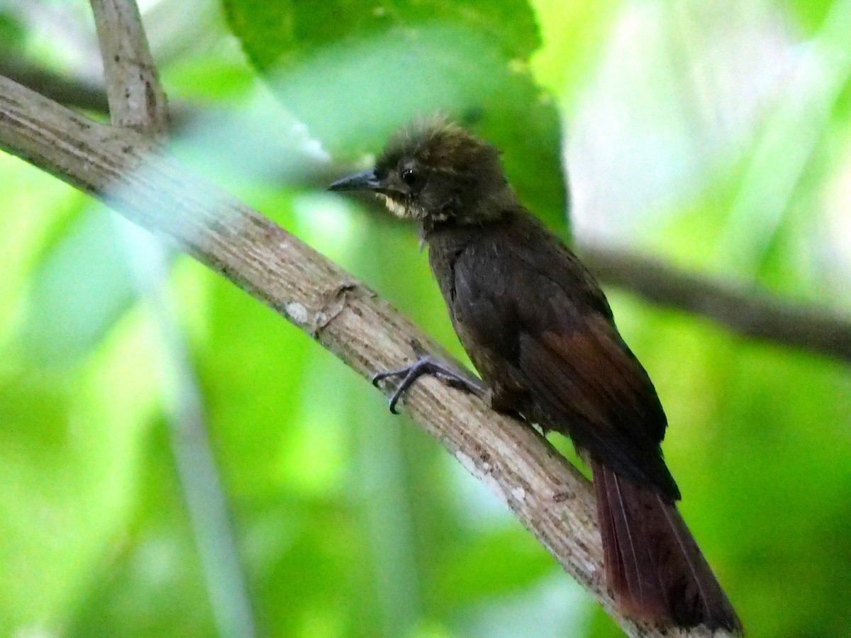 Tawny-winged Woodcreeper - Dennis Arendt