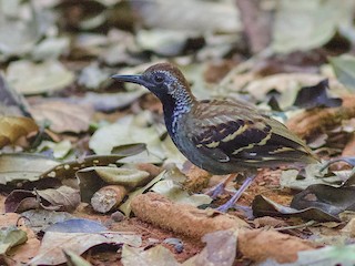  - Wing-banded Antbird