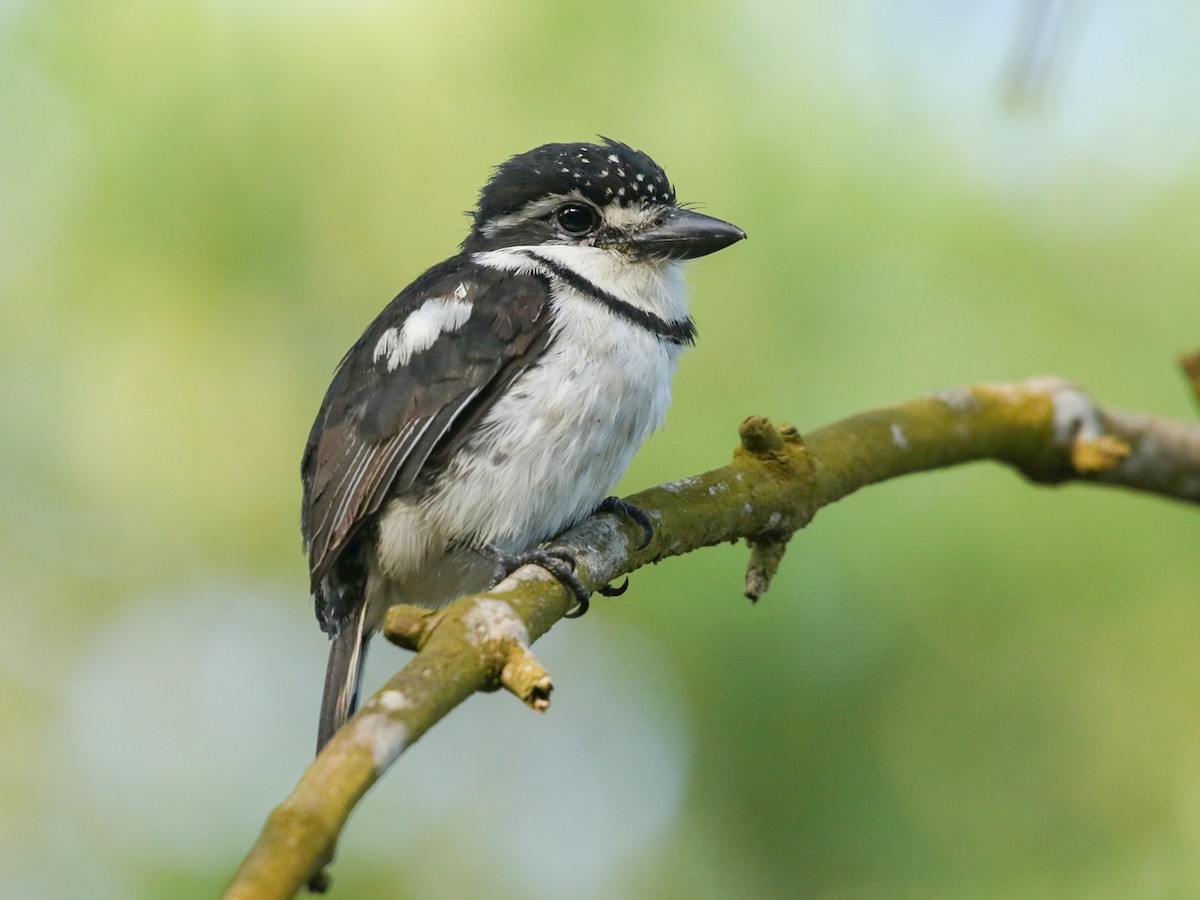 Pied Puffbird - Notharchus tectus - Birds of the World