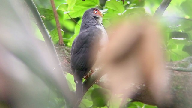Cryptic Forest-Falcon - ML374166021