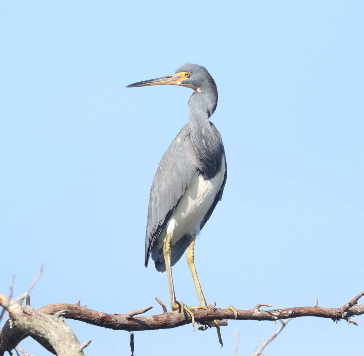 Tricolored Heron - Daphne Asbell