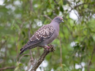  - Spot-winged Pigeon (maculosa)