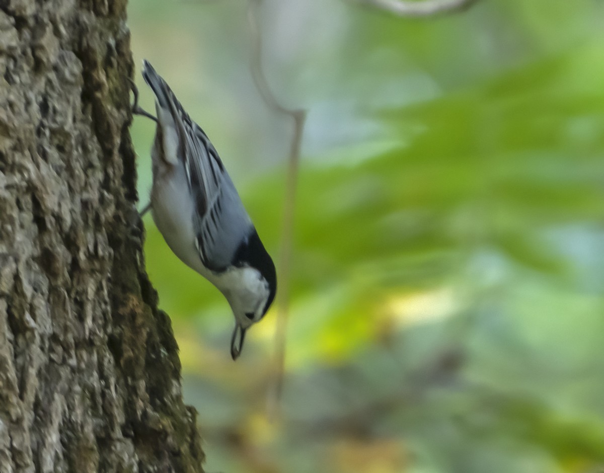 White-breasted Nuthatch - ML374168071