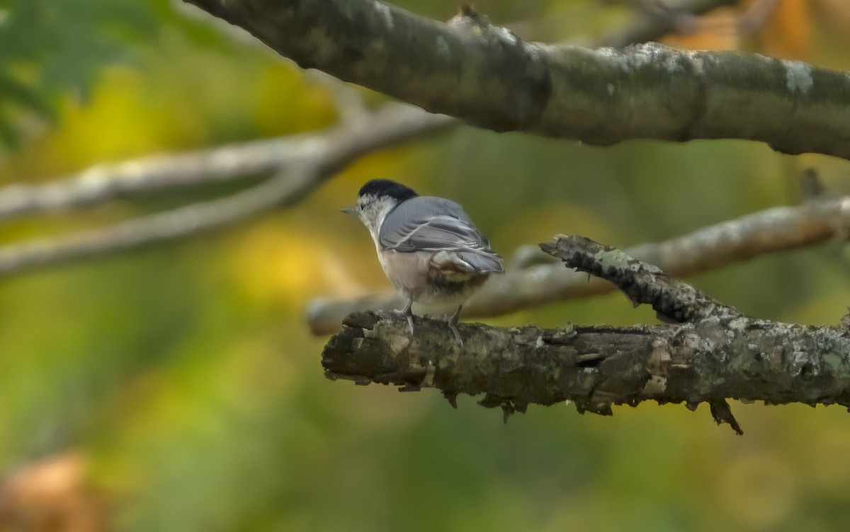 White-breasted Nuthatch - ML374168091