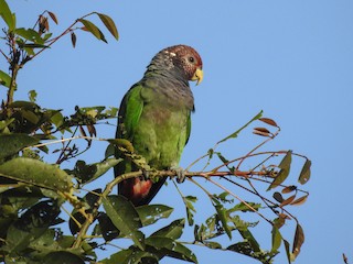  - Speckle-faced Parrot