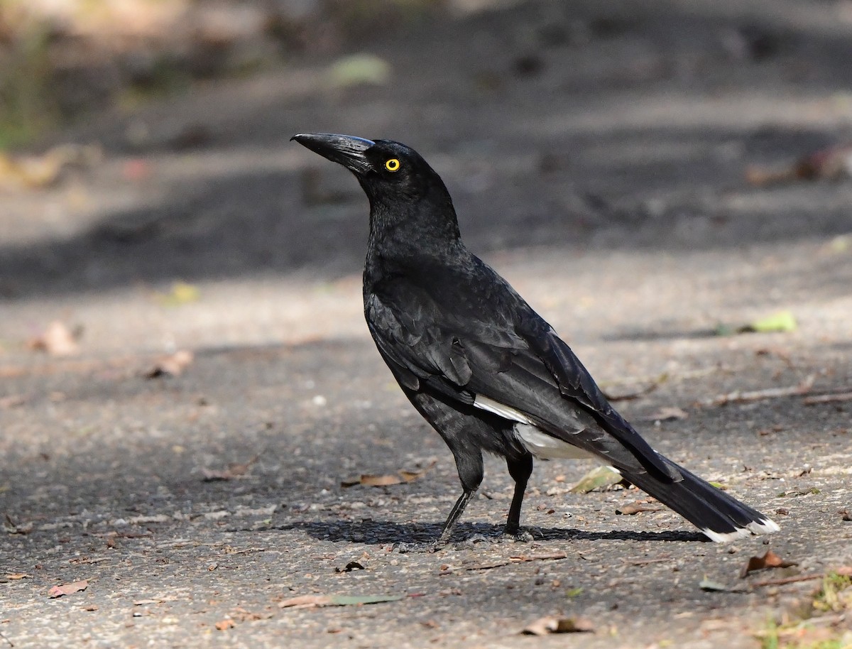Pied Currawong - ML374171961