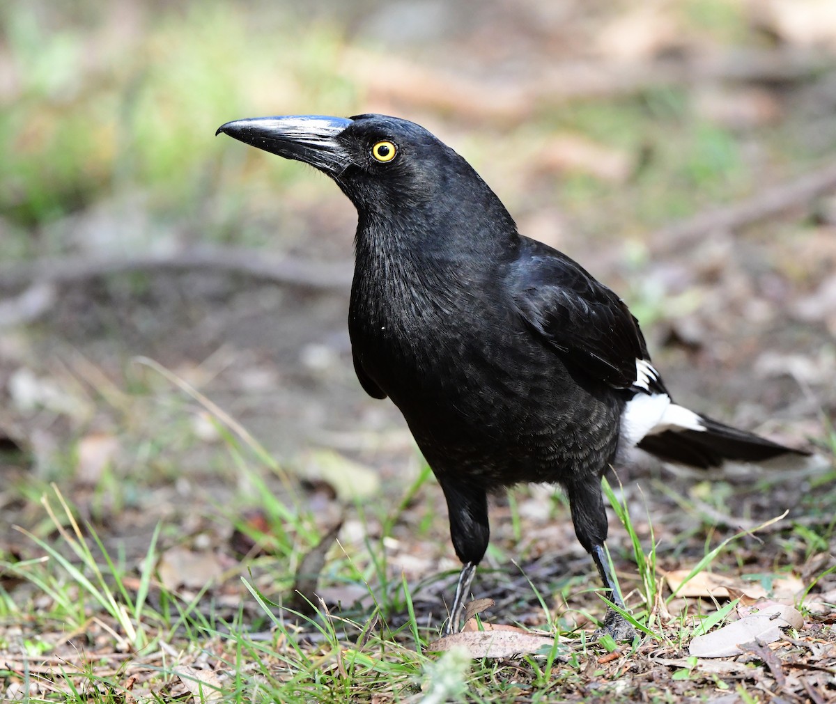 Pied Currawong - ML374171971