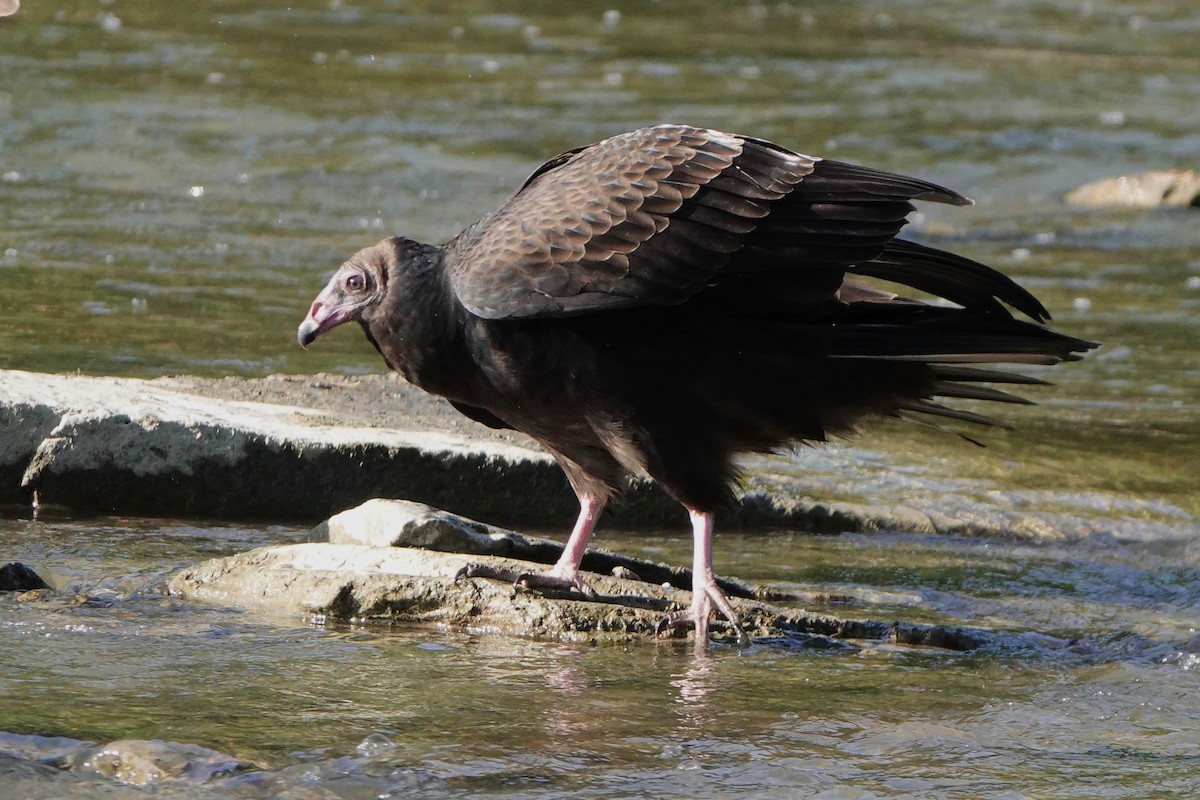 Turkey Vulture - Verna Mai