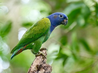 blue headed pionus