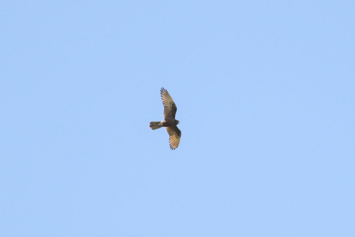 Brown Falcon - Ged Tranter