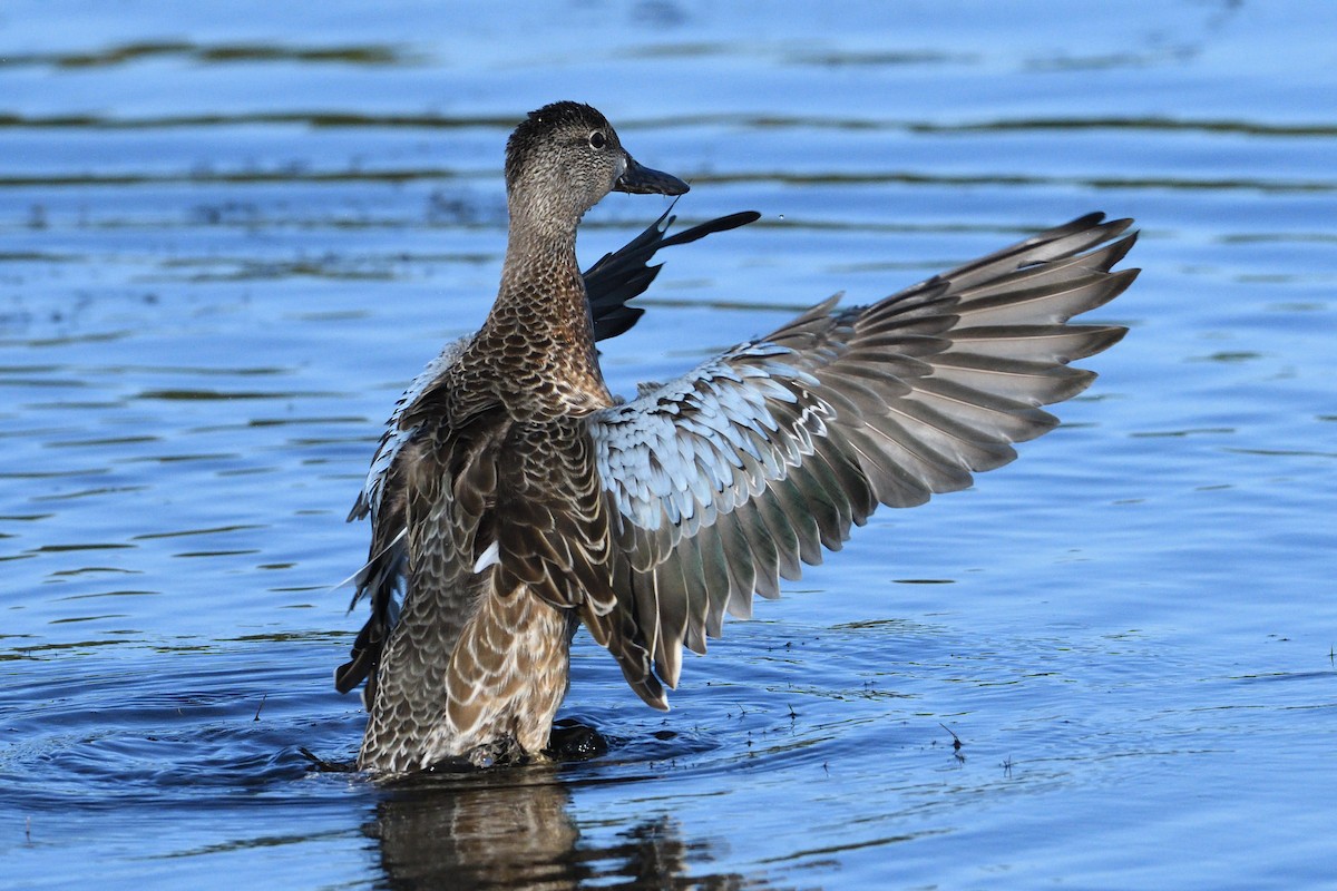 Blue-winged Teal - ML374194851