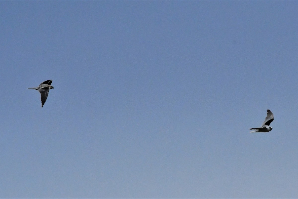 Black-shouldered Kite - ML374197341