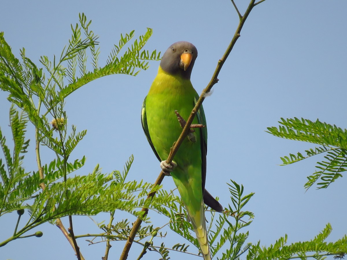 Plum-headed Parakeet - Ritvik Singh