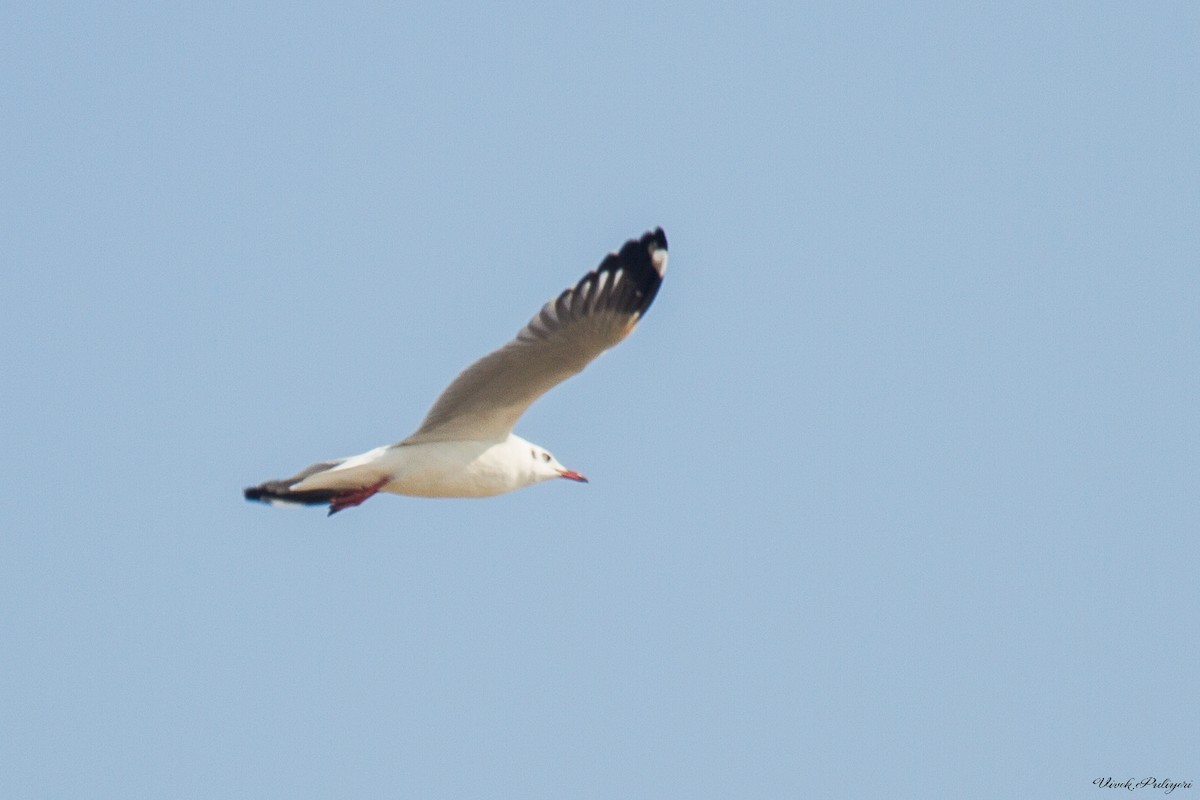 Brown-headed Gull - Anonymous