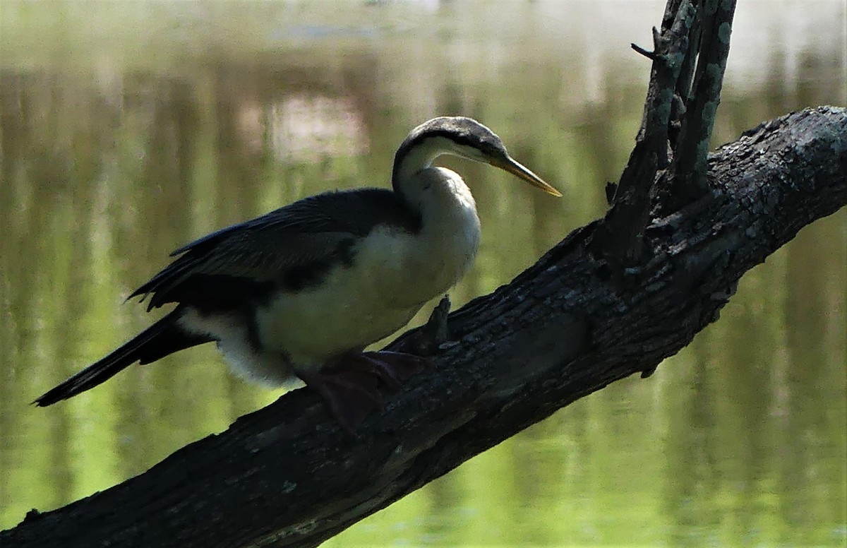 Austral-Schlangenhalsvogel - ML374203981