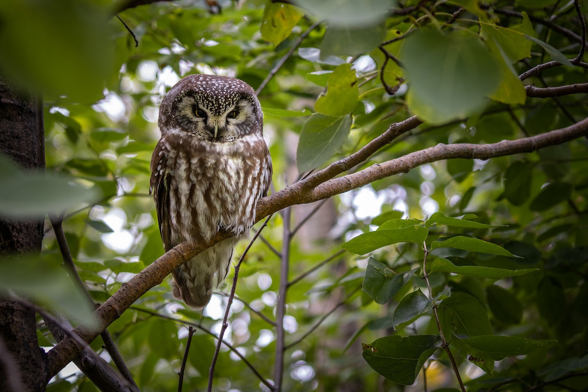Boreal Owl - Frédérick Lelièvre