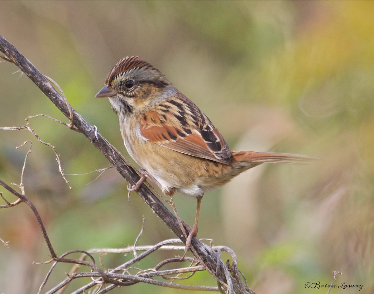 Swamp Sparrow - Brian Lowry