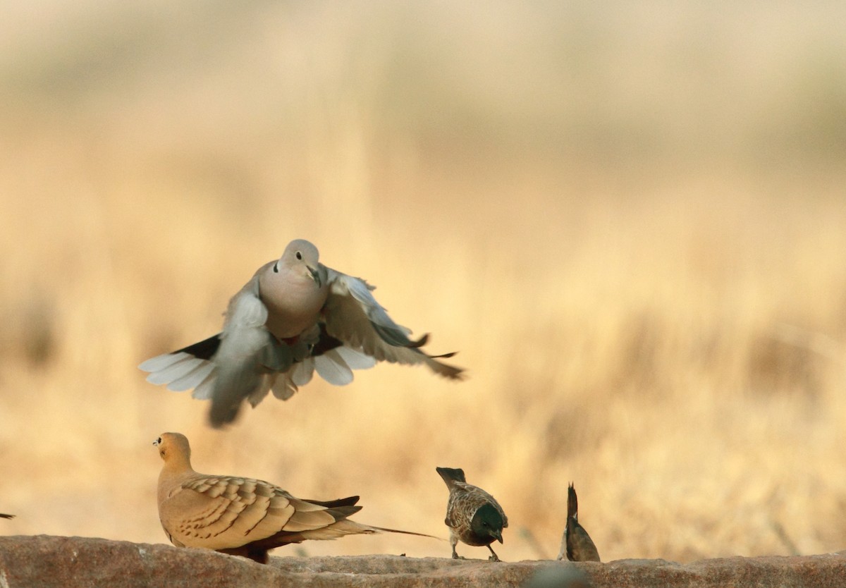 Eurasian Collared-Dove - Gobind Sagar Bhardwaj