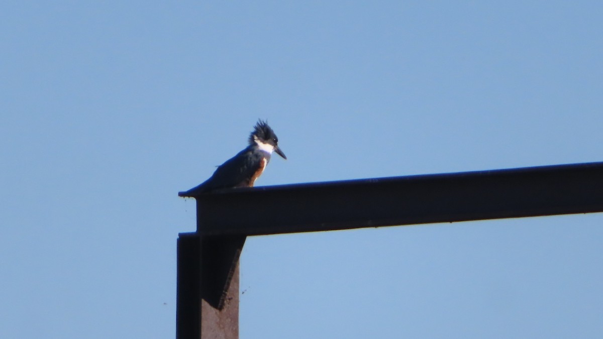 Belted Kingfisher - ML374207361